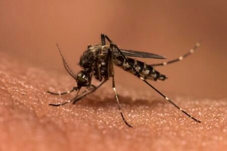 JNU scientists develop new vaccine to fight malaria